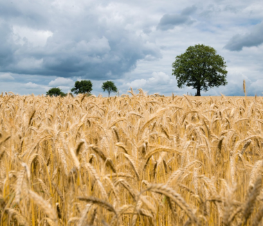 Organic Farming
